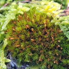 Ulota
