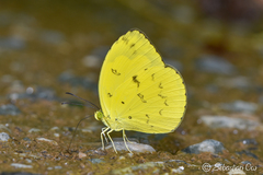 Eurema andersoni