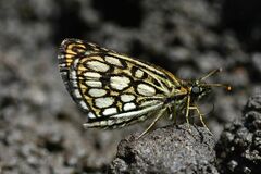 Heteropterus morpheus