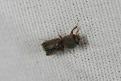 Bostrichidae