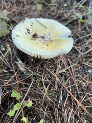 Pantherinae