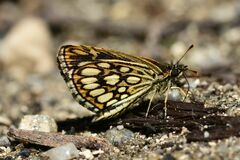 Heteropterus morpheus