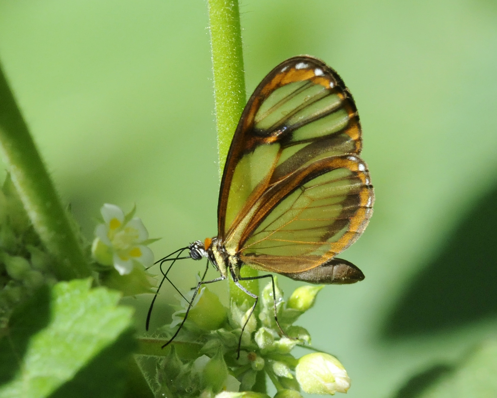 Ithomia pseudoagalla