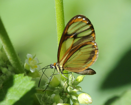 Ithomia pseudoagalla
