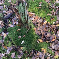 Cladonia digitata