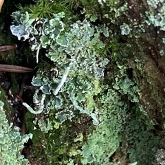 Cladonia digitata