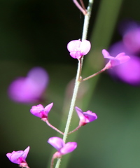 Desmodium strictum