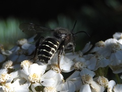 Anthidium