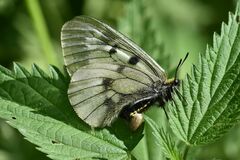 Parnassius mnemosyne