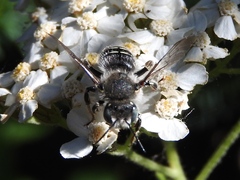 Anthidium