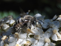 Anthidium