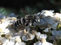 Anthidium