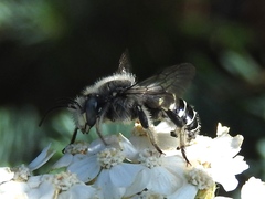 Anthidium