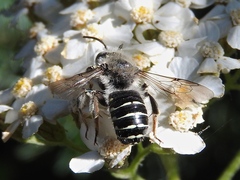 Anthidium