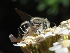 Anthidium