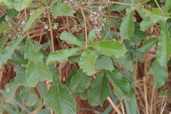 Vitex