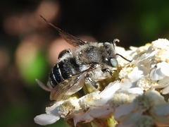 Anthidium