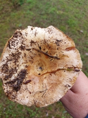 Lactarius sanguifluus