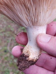Lactarius sanguifluus