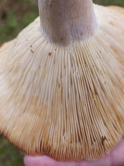 Lactarius sanguifluus