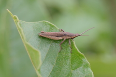 Orthoptera
