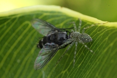 Thaumasia