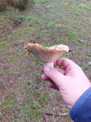 Lactarius sanguifluus