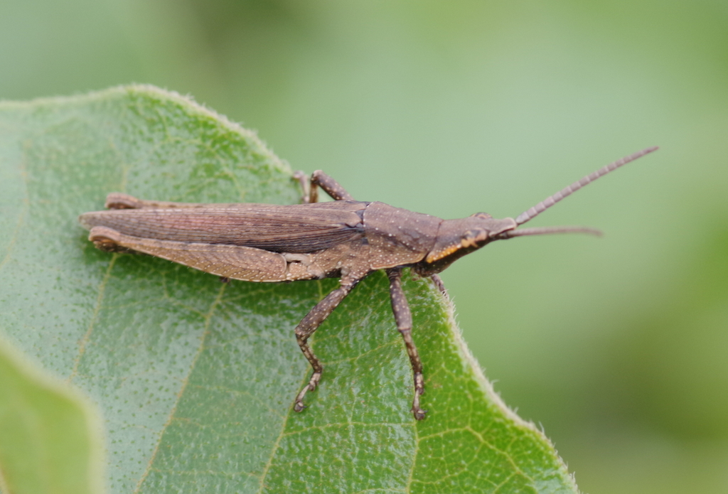 Tanita breviceps