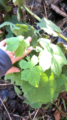 Polymnia canadensis