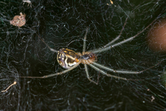 Neriene emphana