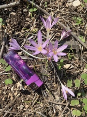 Colchicum stevenii