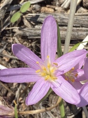 Colchicum stevenii
