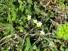 Viola arvensis