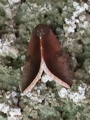 Micrathetis canifimbria