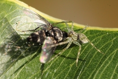 Thaumasia