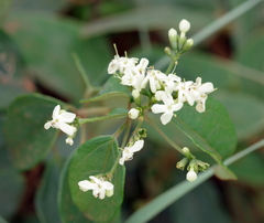 Clerodendrum formicarum