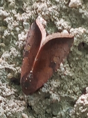 Micrathetis canifimbria