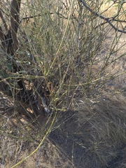 Ephedra viridis