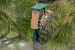 Colaptes auratus luteus × cafer