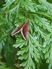 Micrathetis canifimbria