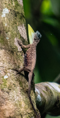 Draco