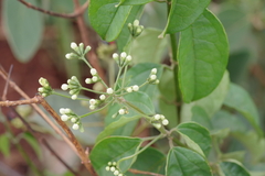 Clerodendrum formicarum