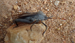 Anoplocnemis