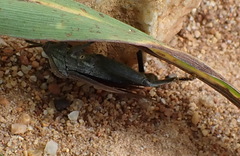 Anoplocnemis