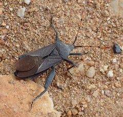Anoplocnemis