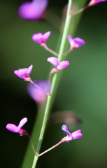 Desmodium strictum