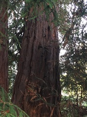 Sequoia sempervirens