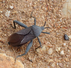 Anoplocnemis
