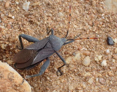 Anoplocnemis