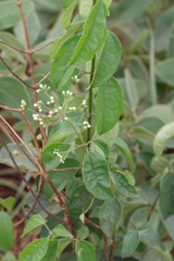 Clerodendrum formicarum